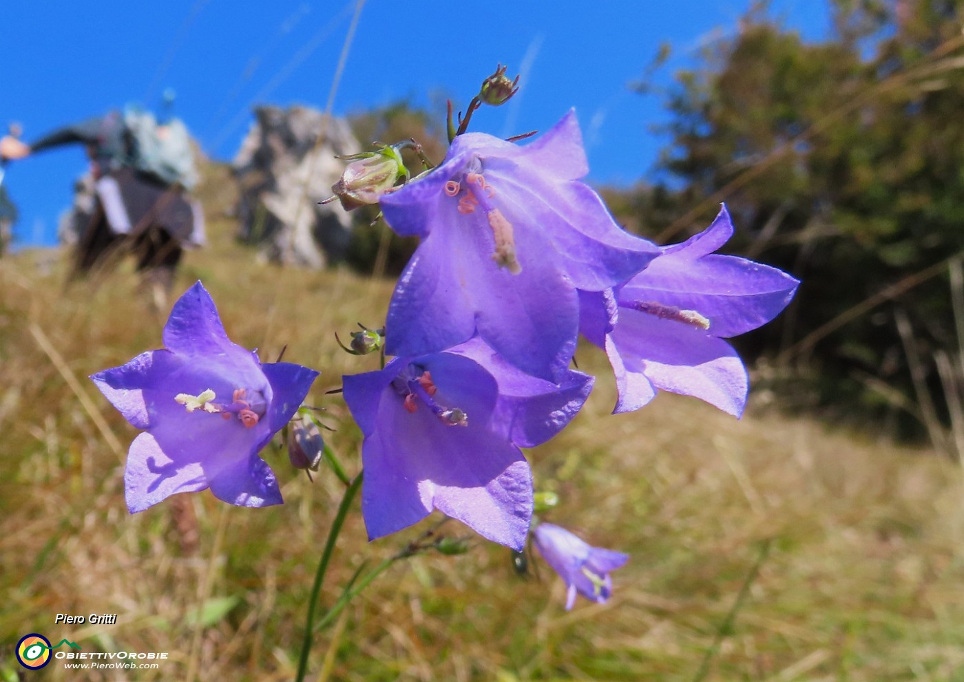 32 Bella Campanula baciata dal sole.JPG